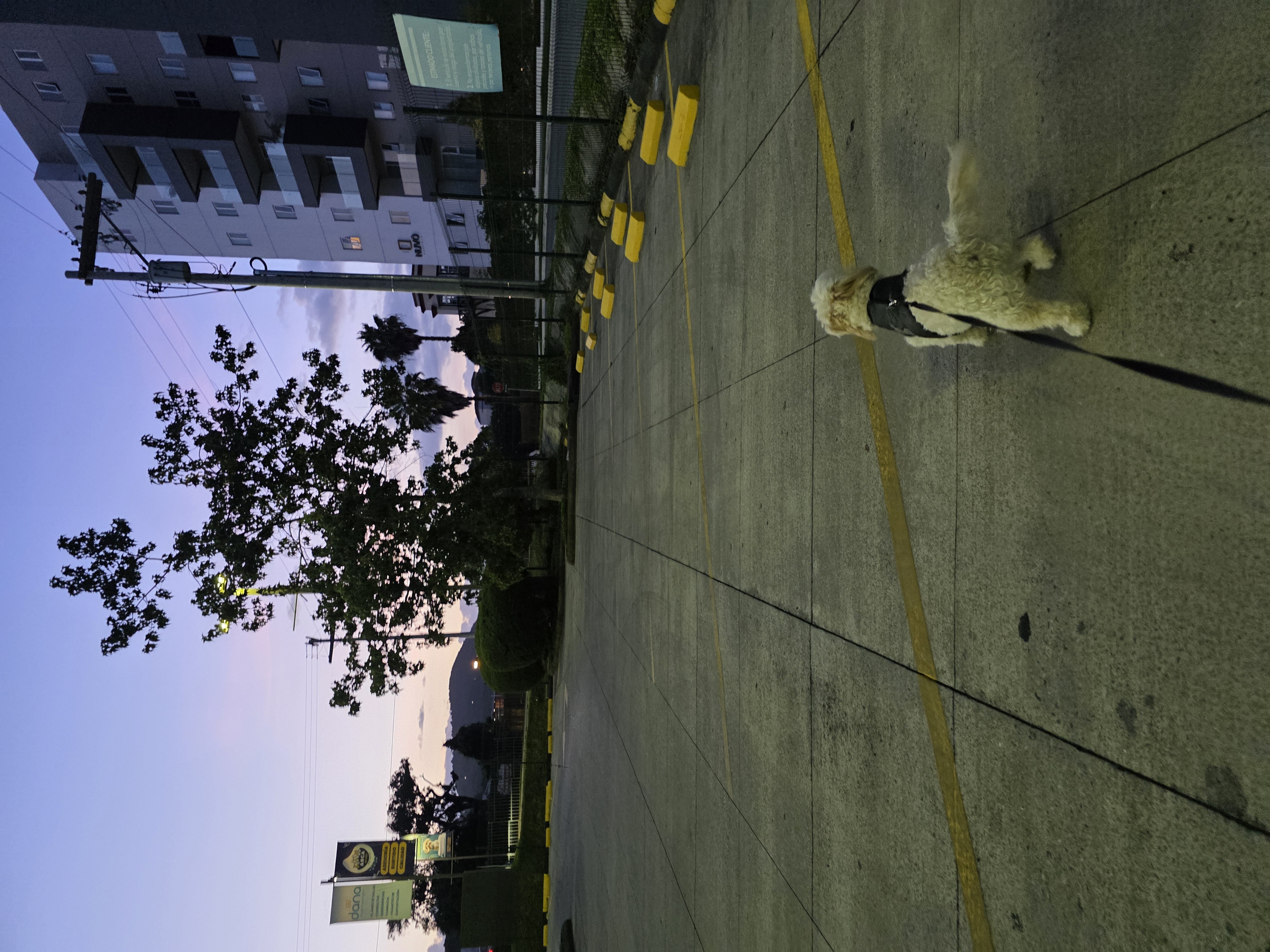 Perrito