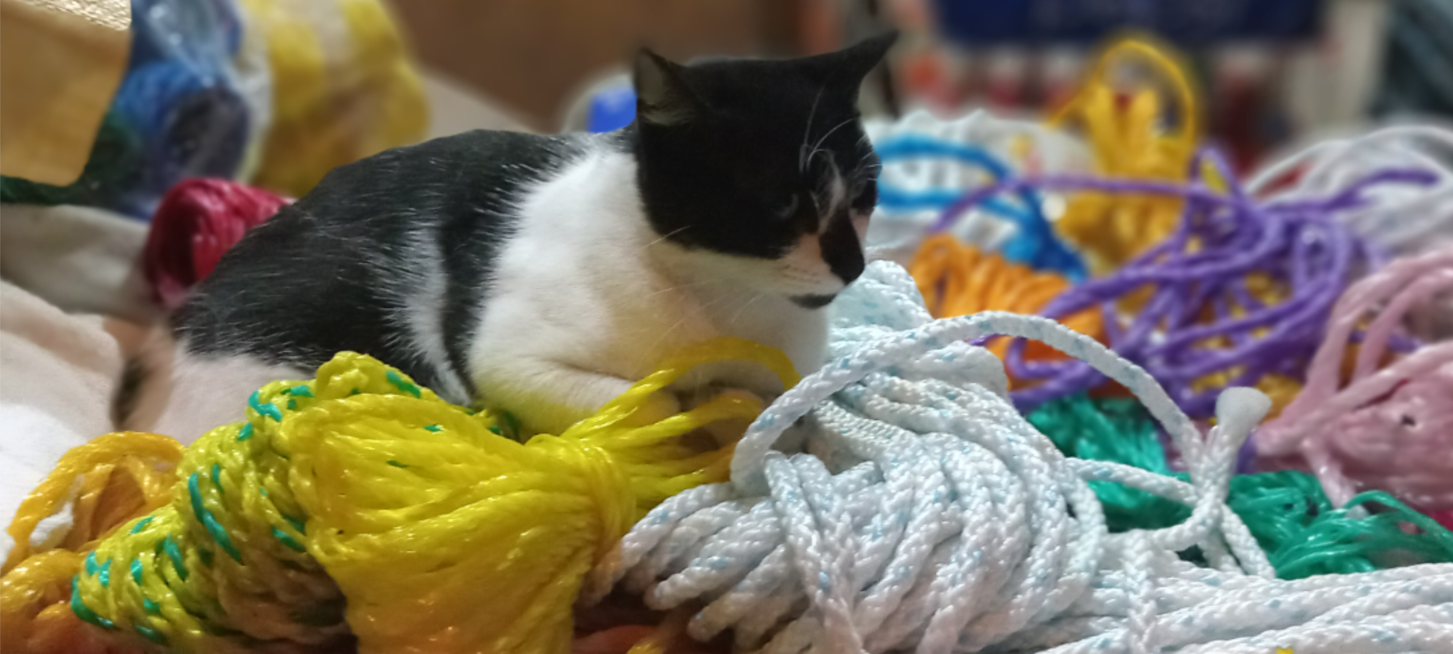 Gatico